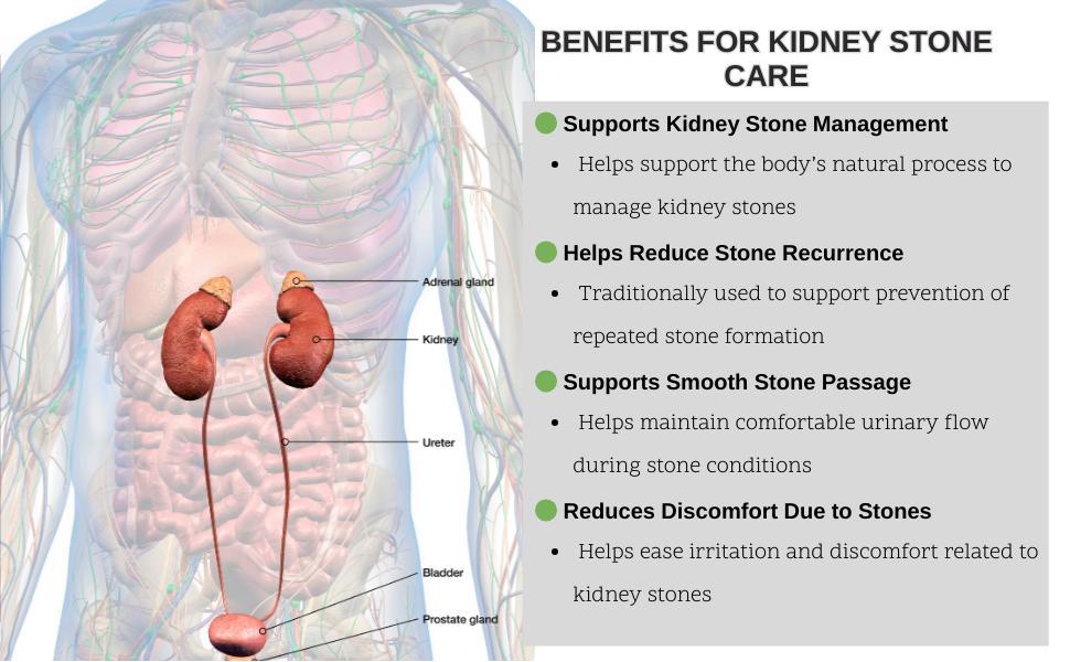 Ganesh Flush Stone 65 Ayurvedic Kidney Stone Capsules for Natural Kidney Detox, Herbal Support, Stone Removal, Inflammation Reduction & Kidney Health Protection - 60 Capsules