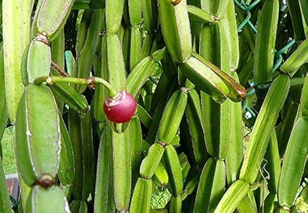 Hadjode,Veldt Grape,