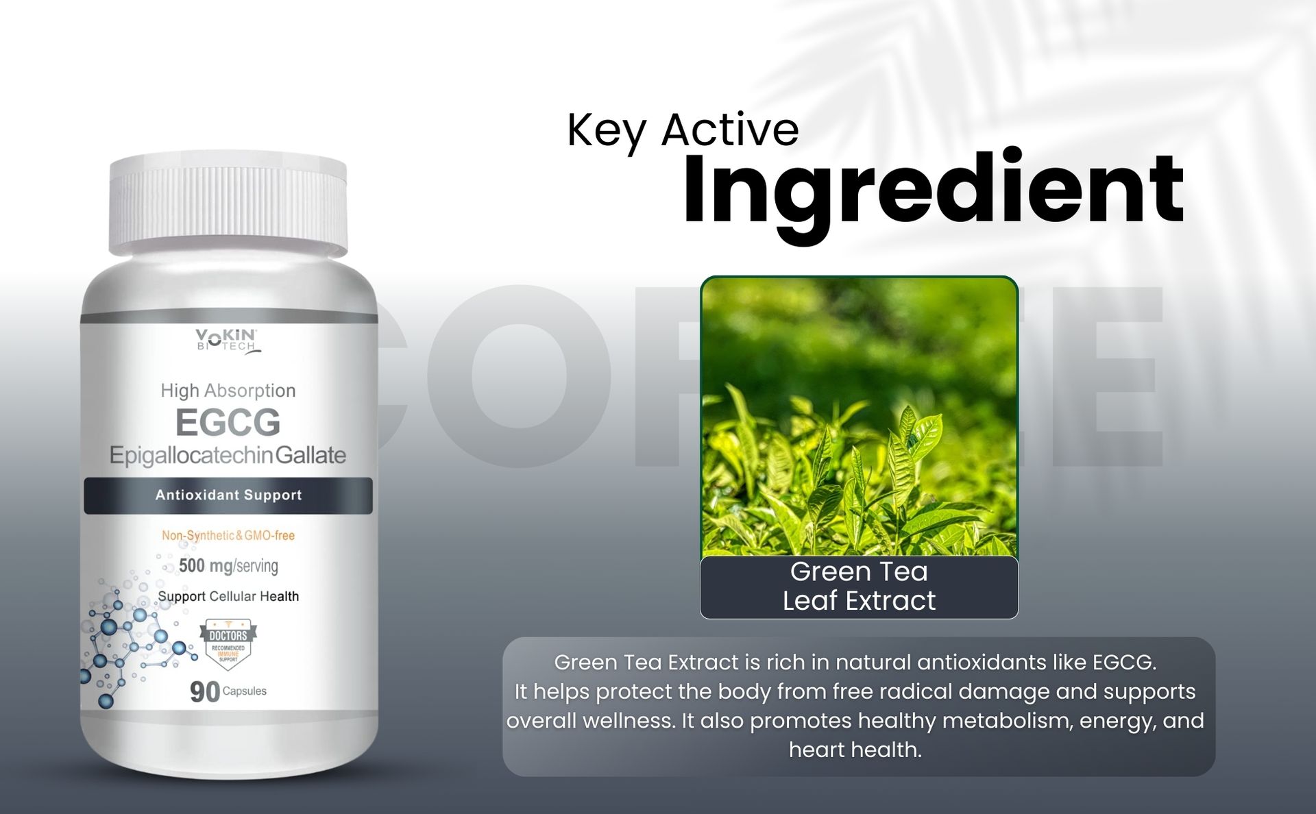 Vokin Biotech EGCG from Green Tea Leaf Extract 500mg EGCG - Antioxidant Support – 90 Capsules