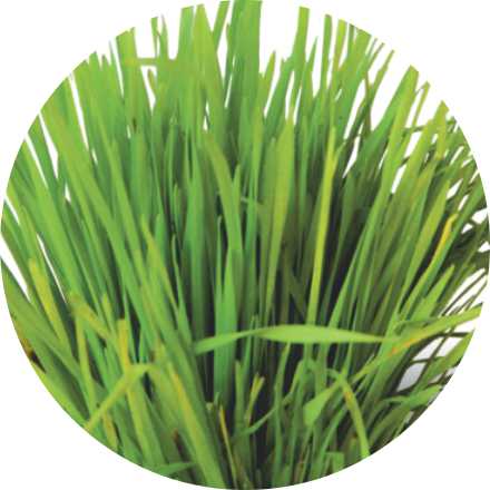Jeevanras Wheat Grass & Giloy Stem Extract |Natural Detox & Blood Purification – 1000 ml