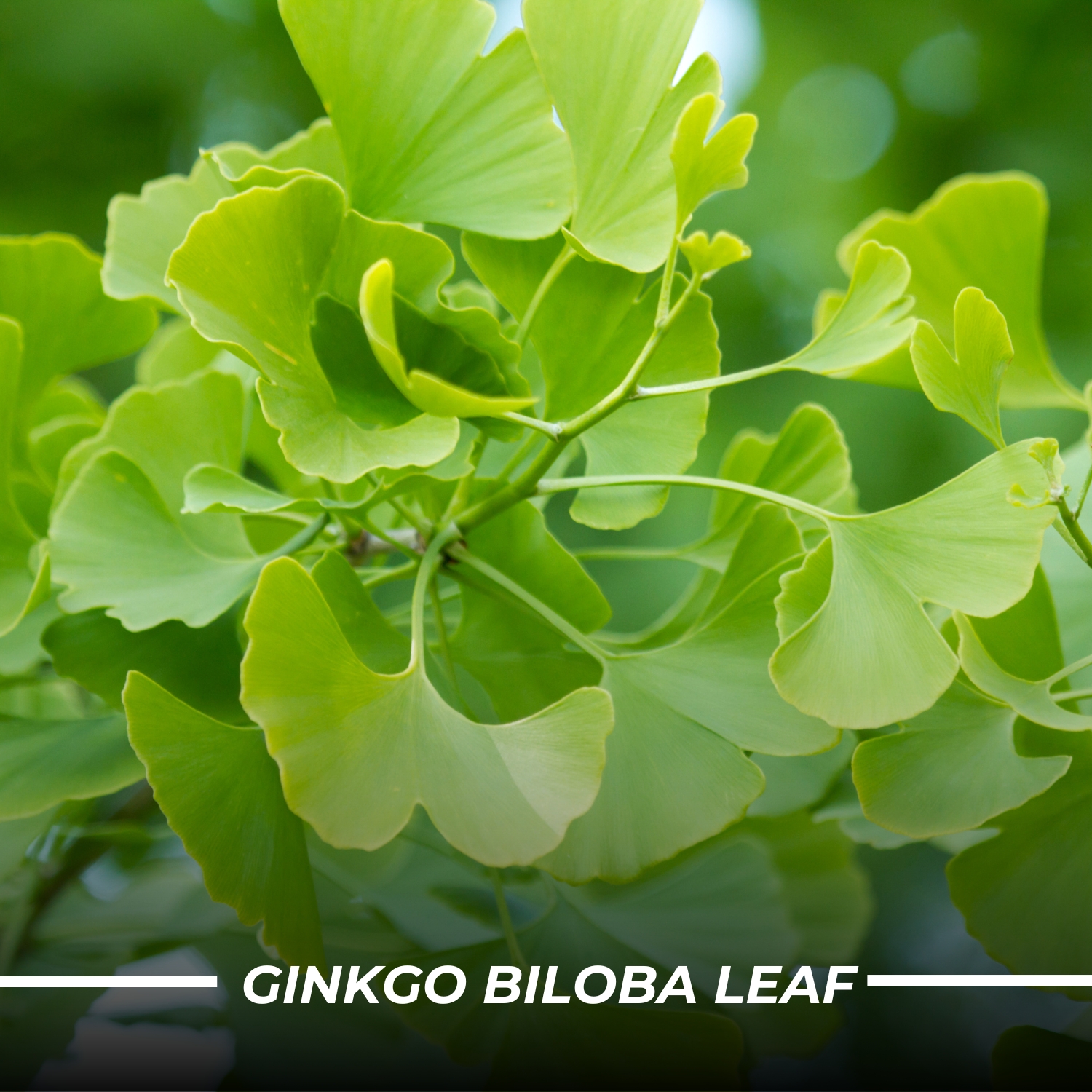 Humming Herbs Red Korean Ginseng with Ginkgo Biloba Leaf, Siberian Ginseng, Supports Energy, Concentration, Immune system and Improves Mental Clarity Bio-available Supplement