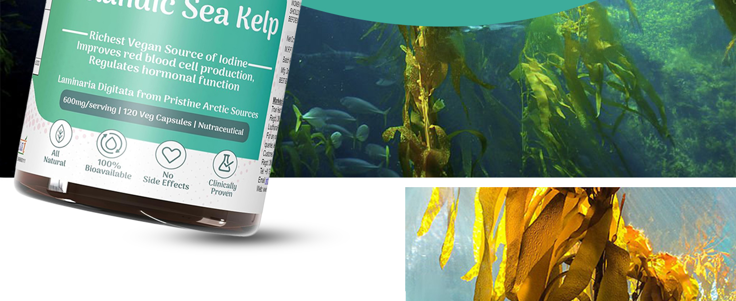 Sea Kelp Capsules 600mg 120 Veg Capsules - Icelandic Laminaria Digitata Thyroid Supplement - Natural Antioxidant for Metabolism & Hormone Balance- Sea Kelp Supplement for Iodine Support