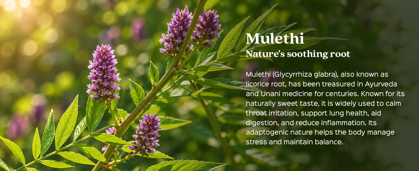 Mulethi Root Powder | Supports Throat Comfort & Respiratory Wellness | 200g