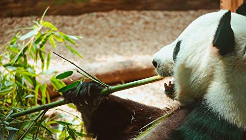 bamboo-tabashir-extract-highest-strength-6.jpg
