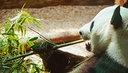 bamboo-tabashir-extract-highest-strength-6.jpg