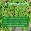 moringa-capsules-pure-moringa-leaf-powde-5.jpg