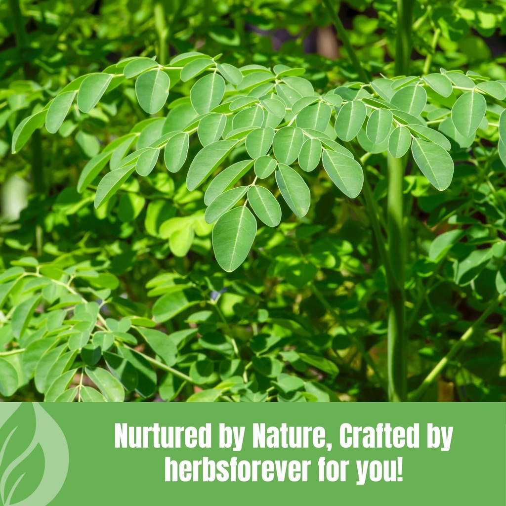 herbsforever-moringa-oleifera-leaf-drum--4.jpg