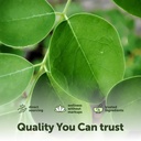 micro-ingredients-moringa-leaf-extract-5-5.jpg
