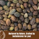 herbsforever-haritaki-terminalia-chebula-6.jpg
