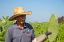 nbf-natura-bio-foods-organic-nopal-cactu-6.jpg