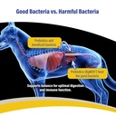 doc-roy-s-gi-synbiotics-probiotic-prebio-3.jpg