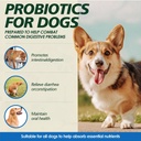 probiotics-for-dogs-gut-health-digestion-3.jpg