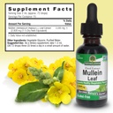 nature-s-answer-mullein-herb-mullein-lea-3.jpg