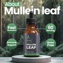 mullein-leaf-extract-drops-2-fl-oz-60ml--5.jpg