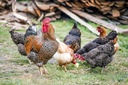 omega-3-for-roosters-epa-dha-para-gallos-4.jpg