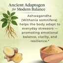 sun-vitals-ashwagandha-ultra-potent-650--4.jpg
