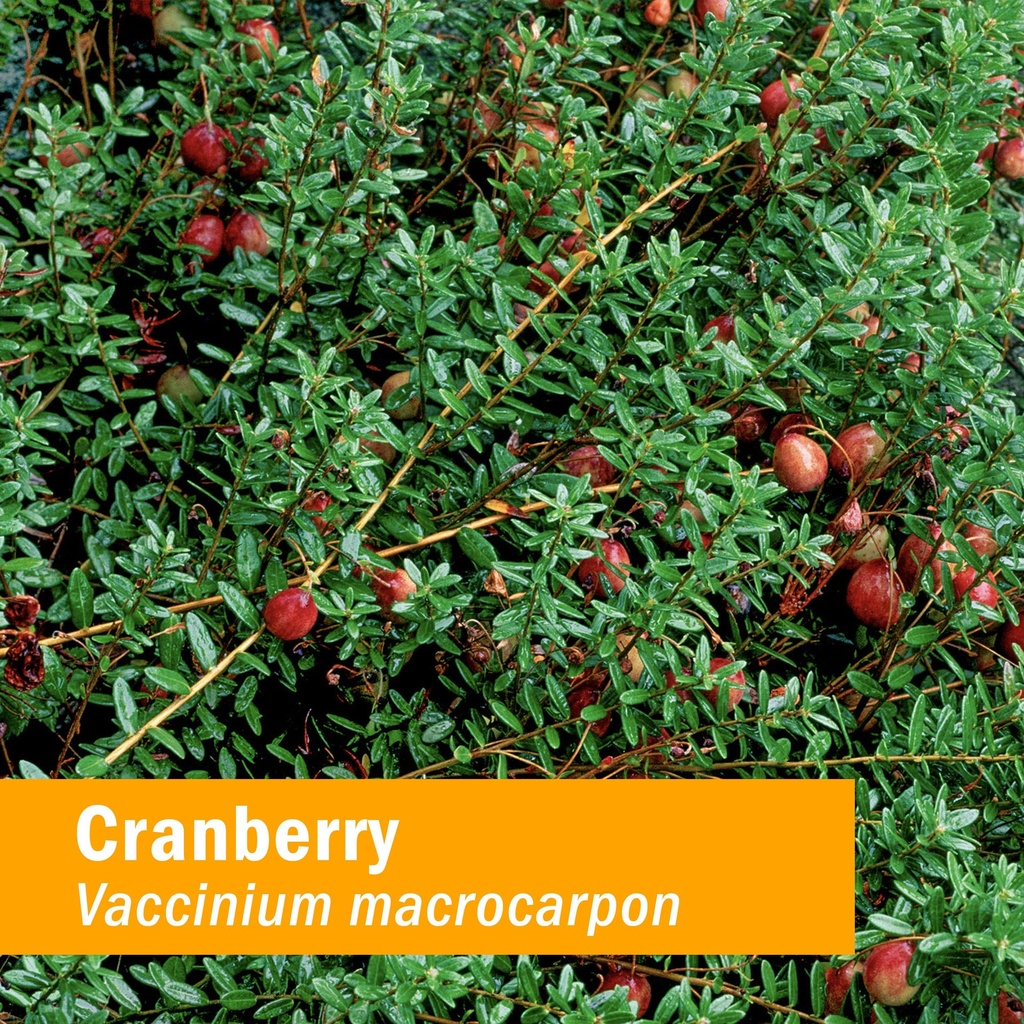 herb-pharm-certified-organic-cranberry-l-2.jpg
