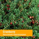 herb-pharm-certified-organic-cranberry-l-2.jpg
