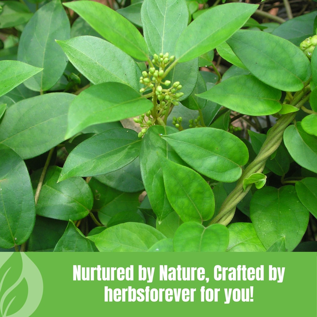 herbsforever-gurmar-gymnema-sylvestre-ca-6.jpg