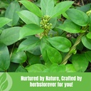 herbsforever-gurmar-gymnema-sylvestre-ca-6.jpg