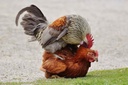 farmalab-b12-b15-for-roosters-b15-b12-pa-4.jpg
