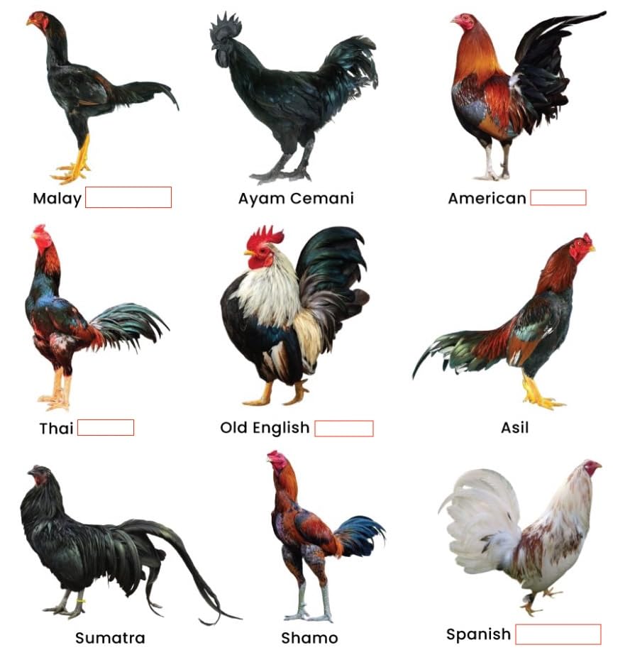 farmalab-b12-b15-for-roosters-b15-b12-pa-3.jpg