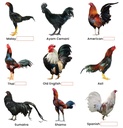 farmalab-b12-b15-for-roosters-b15-b12-pa-3.jpg