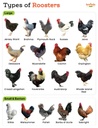 farmalab-b12-b15-for-roosters-b15-b12-pa-5.jpg