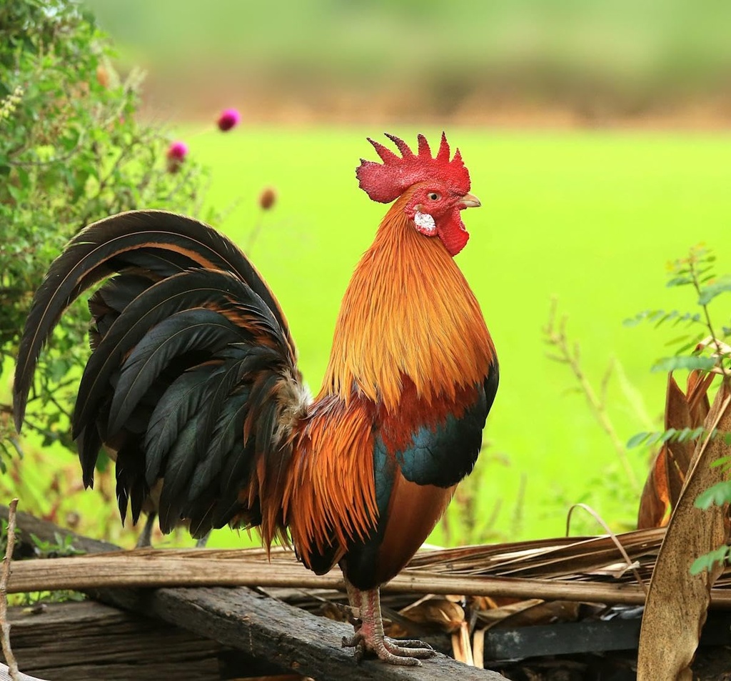 b12-6000-poultry-vitamin-for-chickens-ro-4.jpg