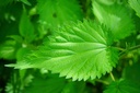 stinging-nettle-root-extract-capsules-pr-5.jpg