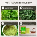 centella-asiatica-powder-gotu-kola-10-58-4.jpg