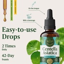 herbamama-gotu-kola-tincture-vegan-brain-6.jpg