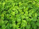 foodherbs-gotu-kola-powder-200-g-0-44-lb-2.jpg