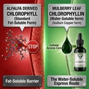 chlorophyll-from-mulberry-leaf-as-sodium-6.jpg