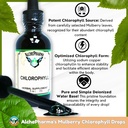 chlorophyll-from-mulberry-leaf-as-sodium-3.jpg