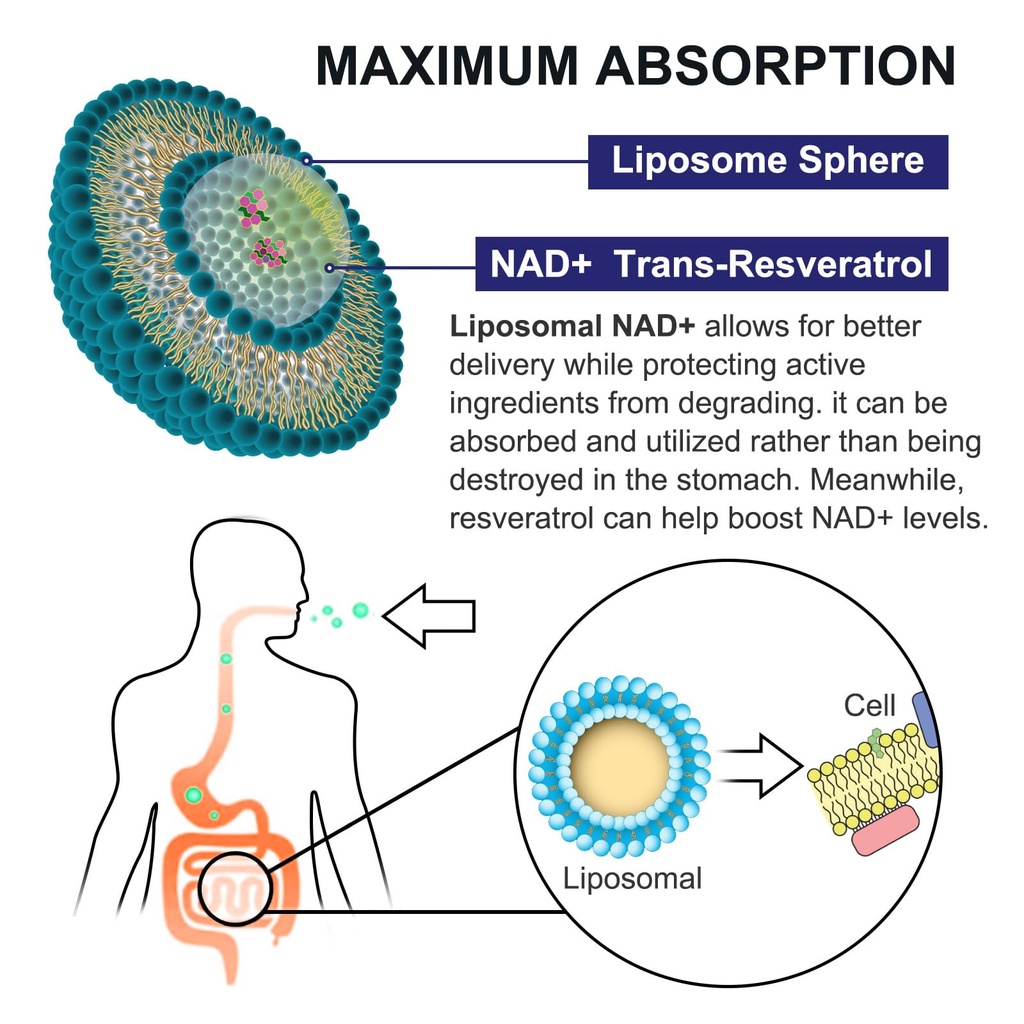 ingreens-900mg-liposomal-nad-supplement--4.jpg