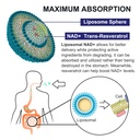 ingreens-900mg-liposomal-nad-supplement--4.jpg