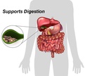 drformulas-18-digestive-enzymes-to-suppo-4.jpg