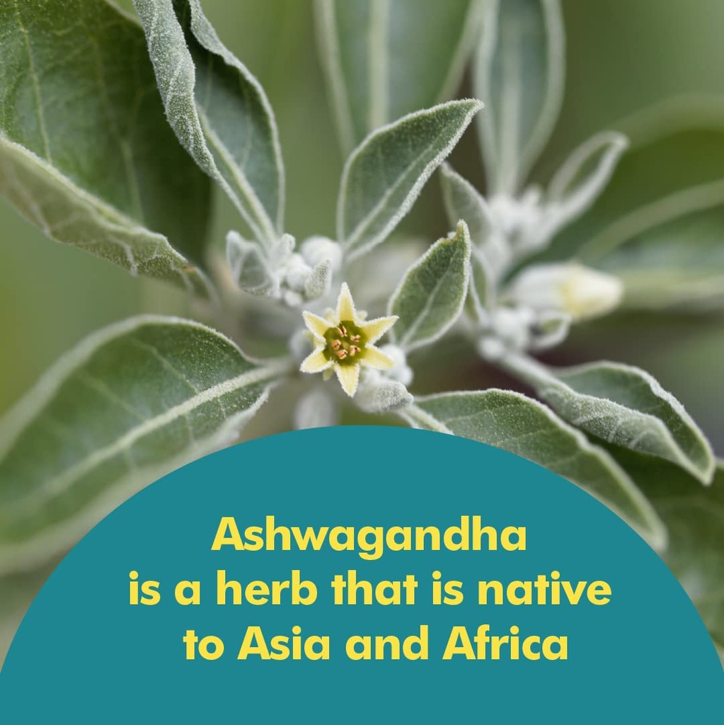 santo-remedio-ashwagandha-capsules-by-dr-4.jpg