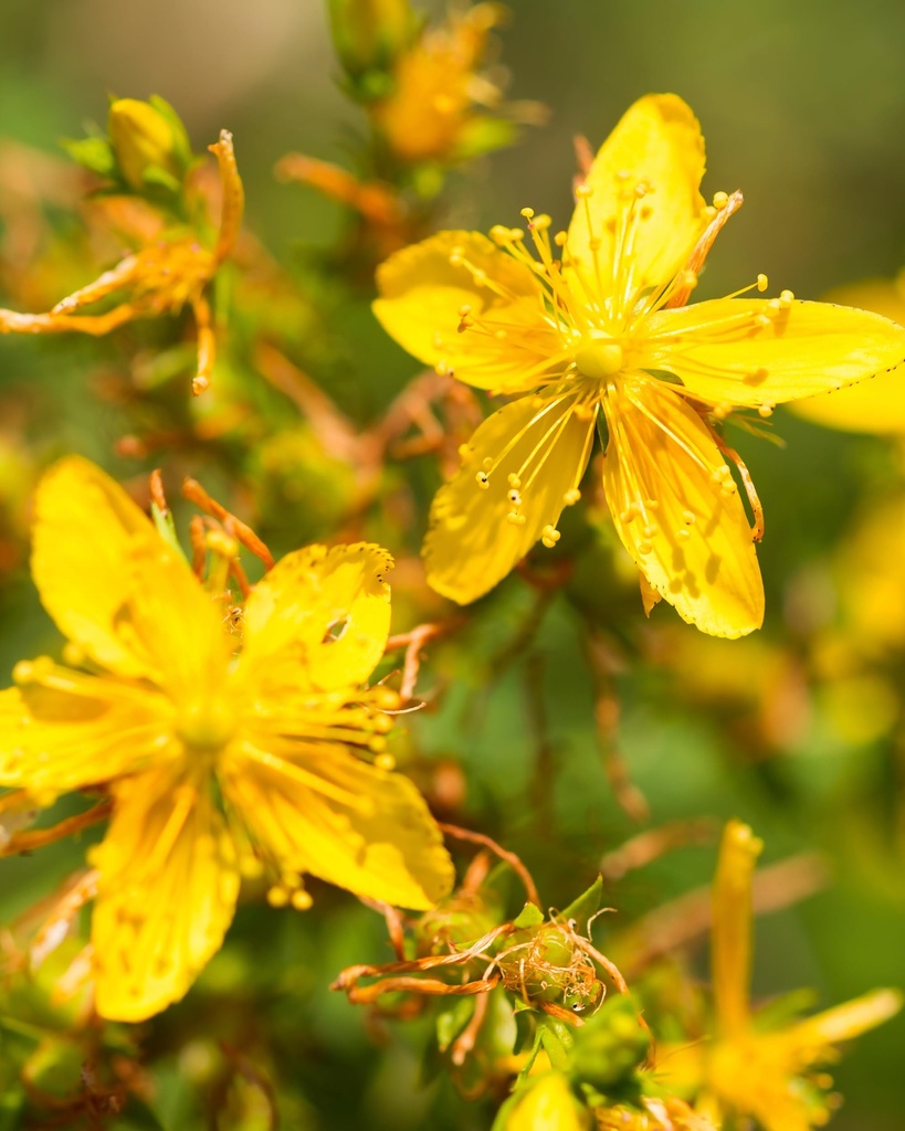 herb-pharm-st-john-s-wort-liquid-herbal--6.jpg