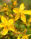 herb-pharm-st-john-s-wort-liquid-herbal--6.jpg