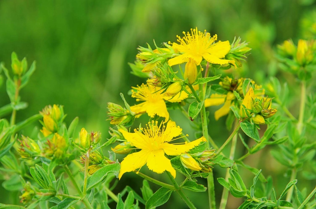 health-embassy-st-john-s-wort-herb-tea-h-5.jpg