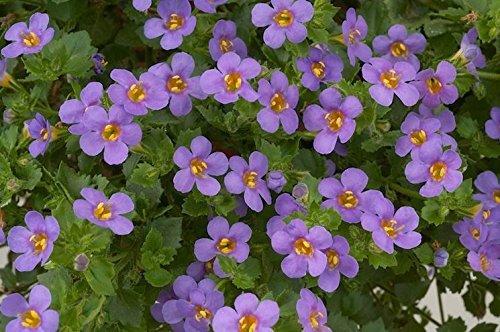 neuropa-bacopa-supreme-neuro-cognitive-h-4.jpg