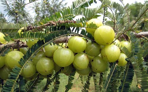 harmony-nutraceuticals-amla-beyond-nisa--6.jpg