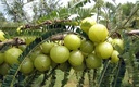 harmony-nutraceuticals-amla-beyond-nisa--6.jpg