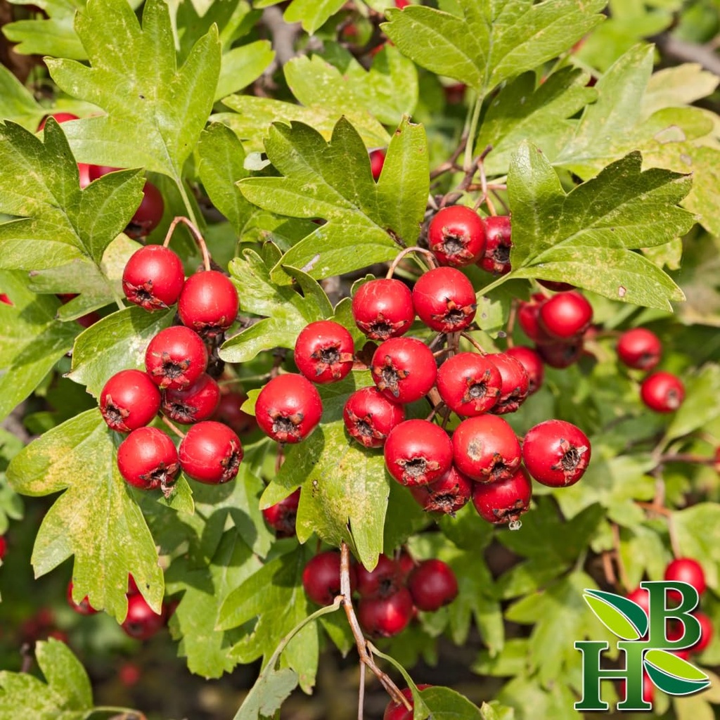 herb-to-body-hawthorn-berries-whole-4oz--2.jpg