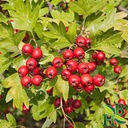 herb-to-body-hawthorn-berries-whole-4oz--2.jpg