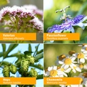relaxing-sleep-valerian-root-for-sleep-b-6.jpg