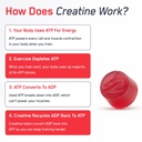 steelfit-creapure-creatine-monohydrate-g-6.jpg