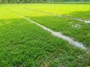 carmel-organics-bacopa-monnieri-brahmi-p-4.jpg